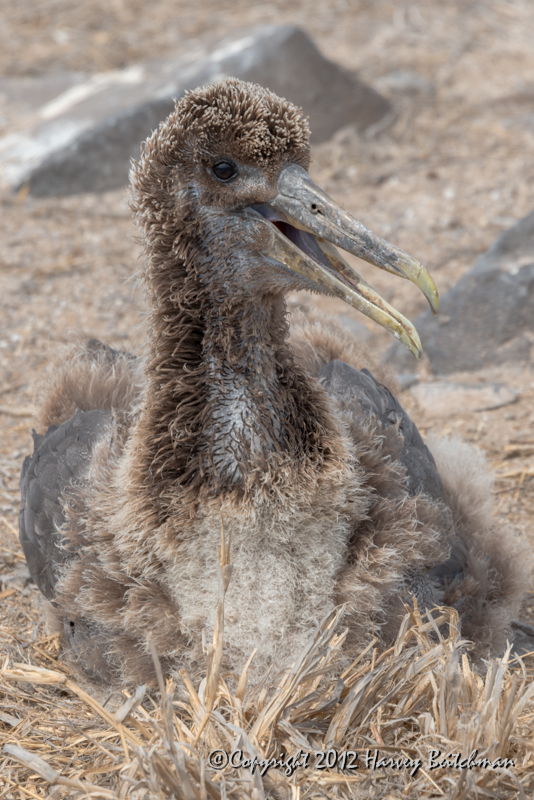 3565 Albatross chick, only a mother could love.jpg